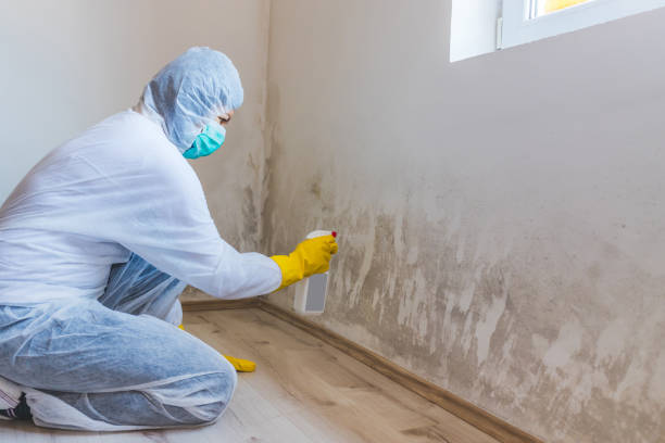 Black mold inspection in Falcon